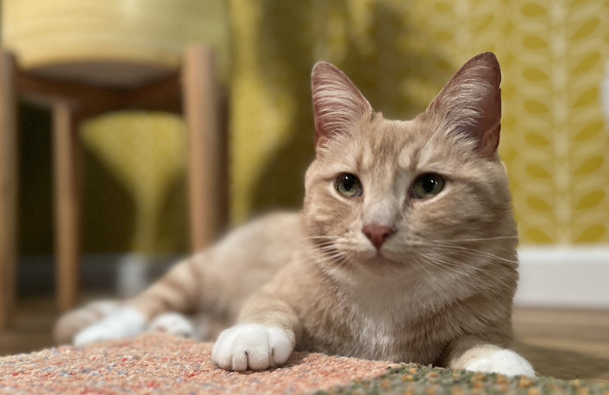 erics_escapades's tweet photo. Night night furriends, have a wonderful sleep 🧡😻🧡 #catsoftwitter #catsontwitter #adoptdontshop #CatsLover #catsprotection #catsprotectionawards #voteeric #rescuecat #NationalCatAwards https://t.co/q0q5wEsqPV