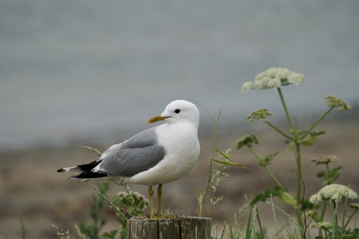 LmcdSony's tweet photo. Some birds on the Isle of Arran looking gorgeous #bird #photo #photography #photooftheday https://t.co/sfmXeTtZ2p
