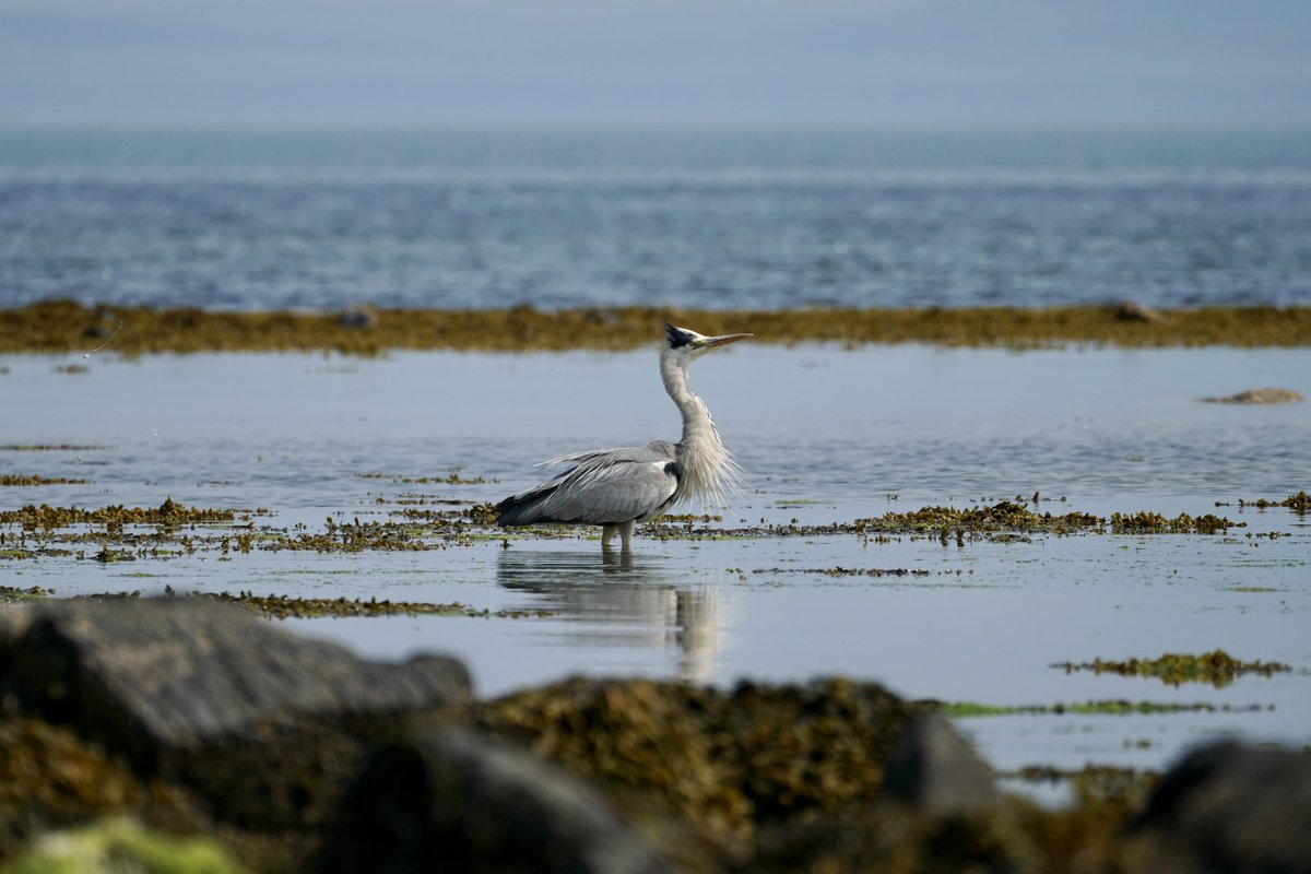 LmcdSony's tweet photo. Some birds on the Isle of Arran looking gorgeous #bird #photo #photography #photooftheday https://t.co/sfmXeTtZ2p