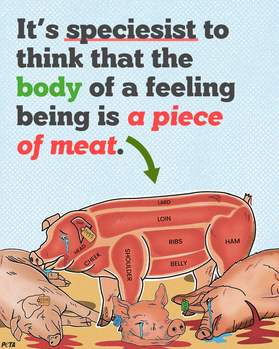 peta's tweet photo. They want to live, just like you. https://t.co/oxOonupf6d