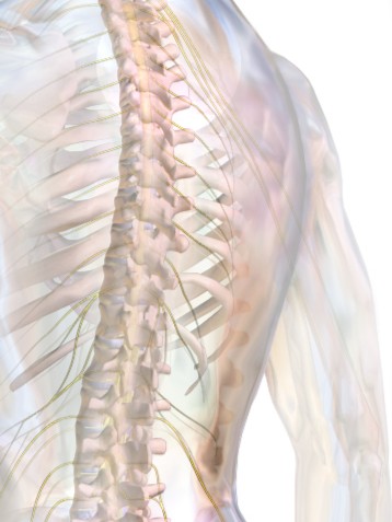 Continuous erector spinae plane catheters leading to unwanted neuraxial spread after spinal fusion surgery: a report of two cases from a terminated prospective randomized clinical trial

bit.ly/3pnURHP

<a href="/ESoffin/">Ellen Soffin, MD, PhD</a> <a href="/ESchwenkMD/">Eric Schwenk, M.D., FASA</a> <a href="/dr_rajgupta/">Raj Gupta, MD, FASRA</a> <a href="/ASRA_Society/">ASRA Pain Medicine</a> 
#regionalanesthesia