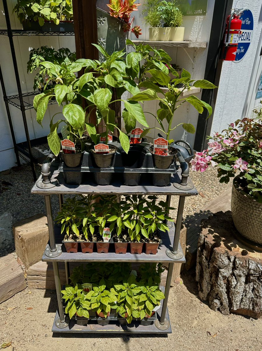 It’s a sunny Thursday here at Birch!☀️ Be sure to stop by and check out all the veggies we have🍅🫑🌶️

#birchwoodnipomo #nipomo #nipomoca #arroyogrande #santamaria #orcutt #pismobeach #sanluisobispo #familyfriendly  #centralcoastcalifornia #plantshop #beergarden #vegetables