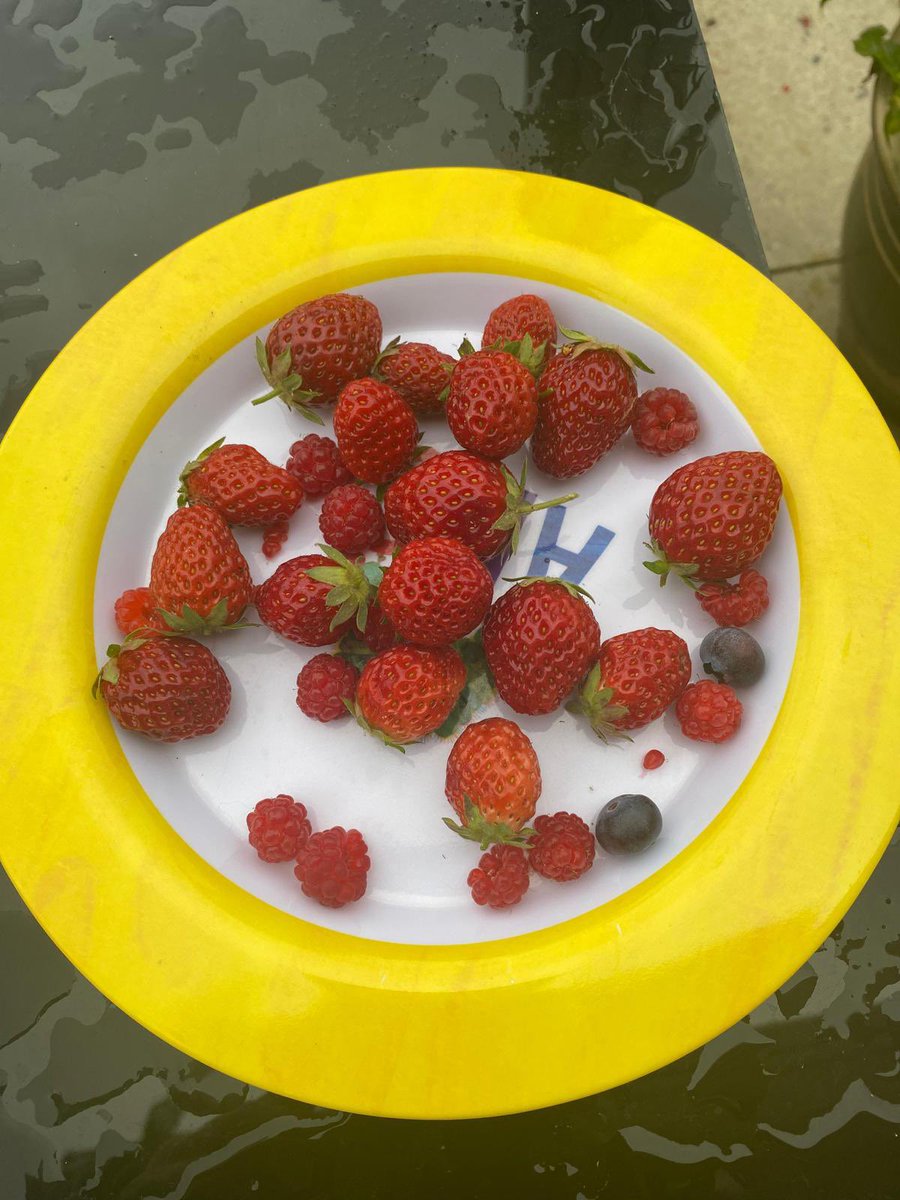 My berry haul from the garden. Honestly makes me so happy 🍓🫐
