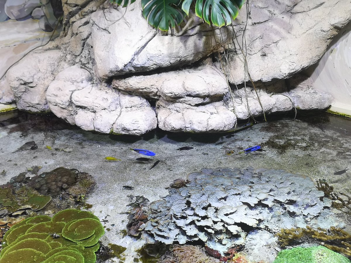 La visite à @Oceanopolis_ se poursuit au pavillon tropical 🐠🦈 @jobim2023 #jobim2023