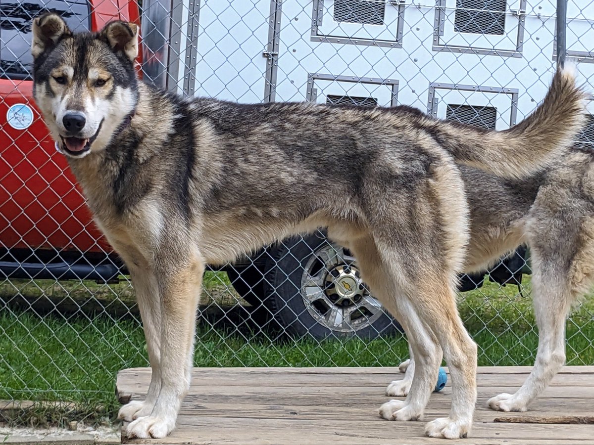 Megan Moberly on Twitter Solstice, and Astral are losing their