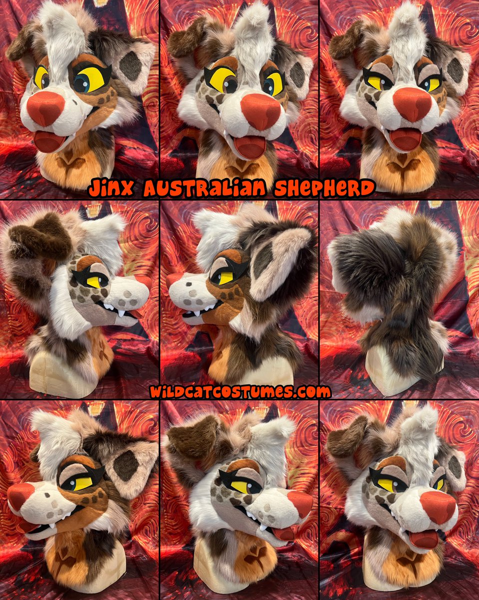 WildcatCostumes's tweet photo. Welcome Jinx the Australian Shepherd to the WCC family! My most complicated fursuit yet 😮‍💨

Just in time for Anthrocon 🏙️  see her running around! 

for @CrowParadeArt https://t.co/uHHZzfsHEs
