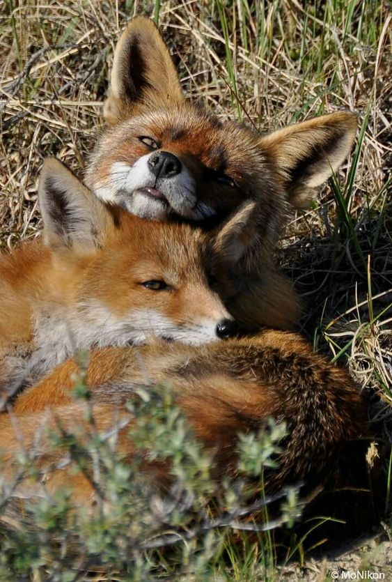 #Foxes #FoxLovers 🦊❤️