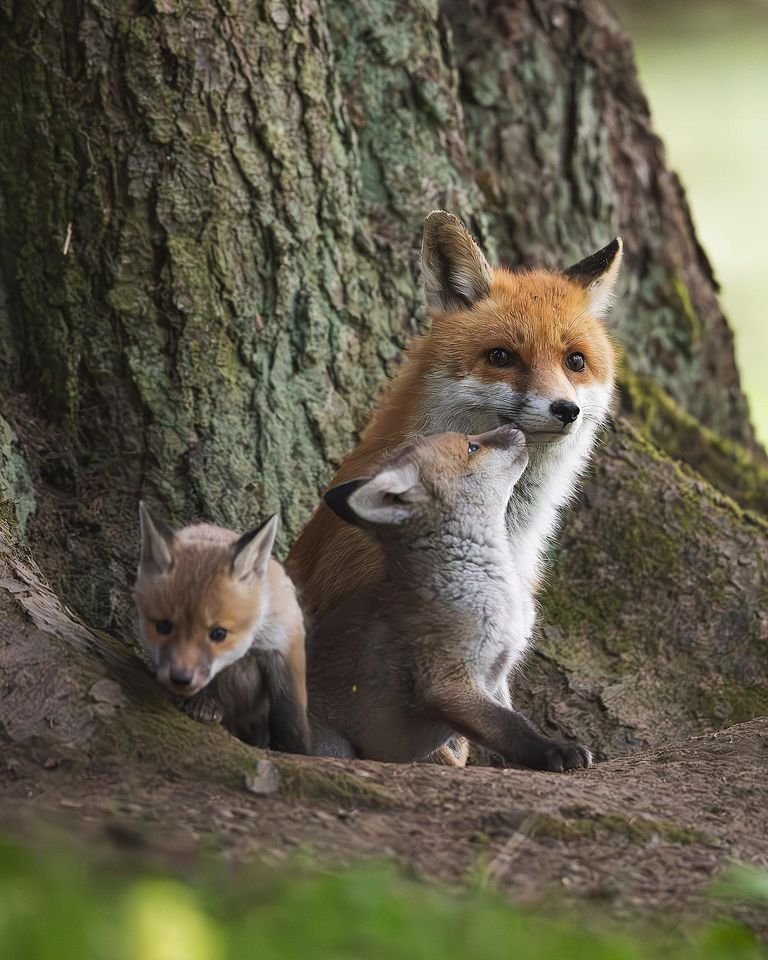 #Foxes #FoxLovers 🦊❤️