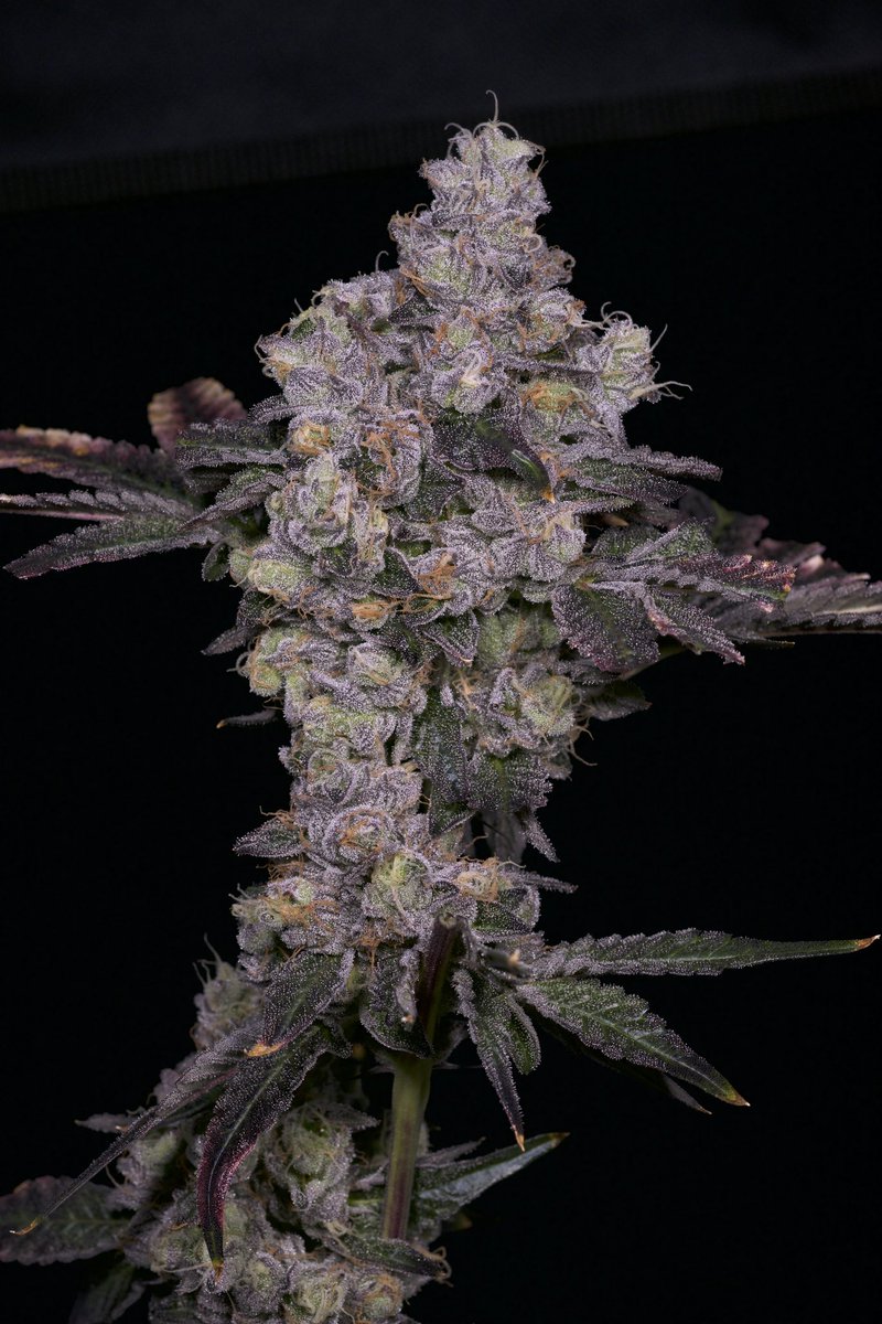 Zsunami Drop Tomorrow at 420PM PST