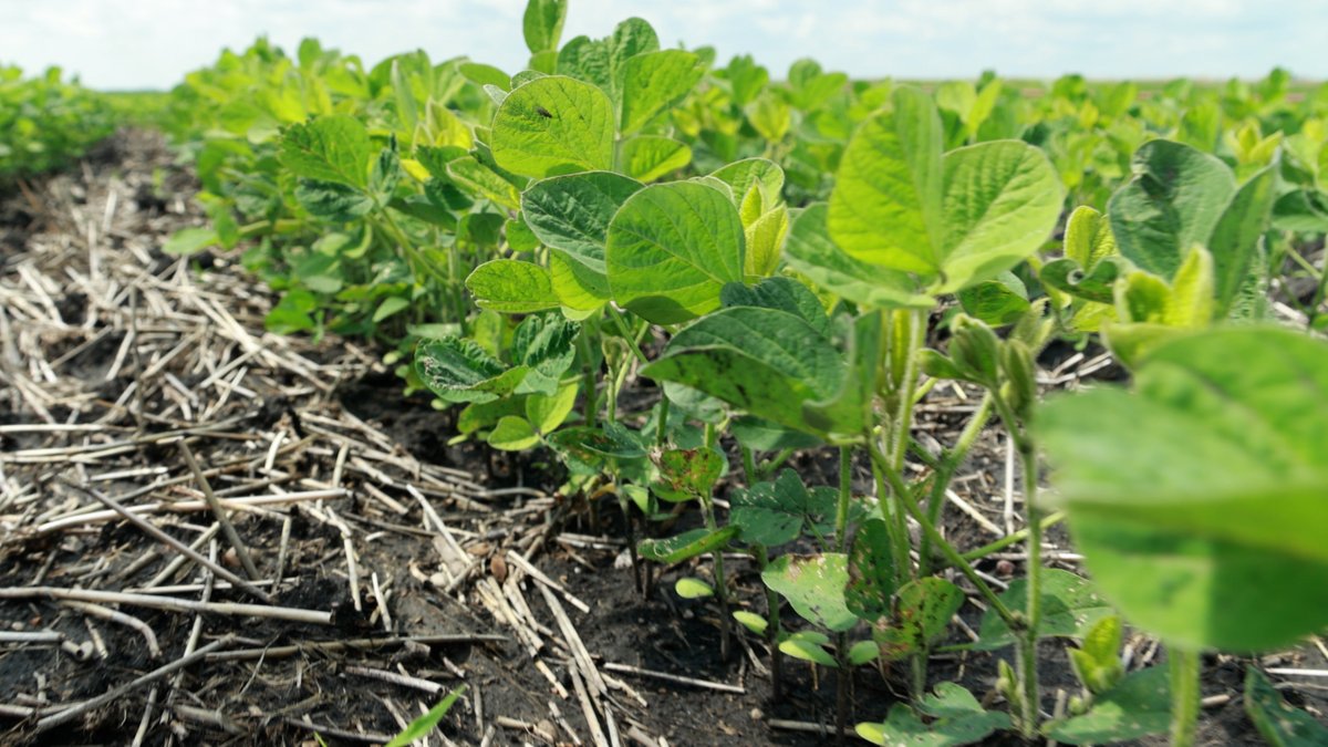 How are dem crops looking!?
Our beans are doing well!
#crop #ag #farm #beans