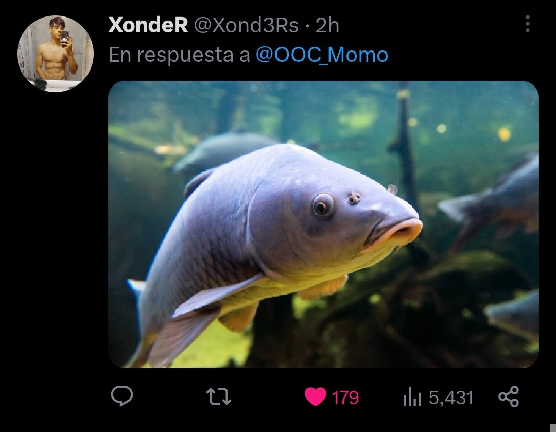 Maestro Splinter tweet media