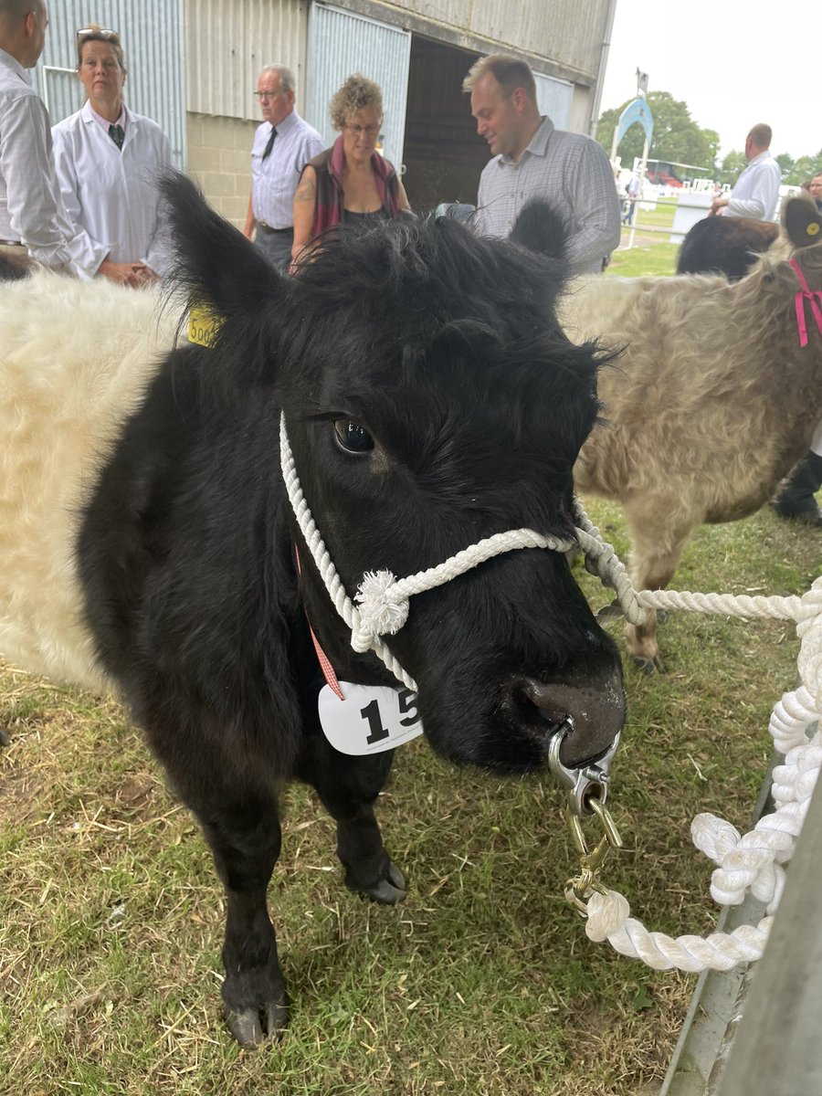 Unfortunately had to miss #Groundswell2023 this year as it clashed with the #RoyalNorfolkShow . Great to support the amazing Holkham Livestock Team.