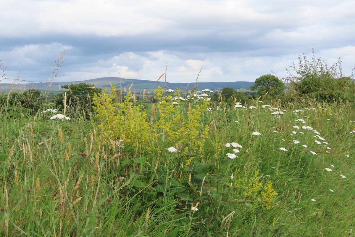 donnarainey4's tweet photo. Exploring country roads, by bycycle, where the hedges &amp; verges/banks haven't all been chopped to bits. Such important refuges for #wildflowers &amp; #wildlife I wish people would leave them alone! https://t.co/8nAZQXQD5v