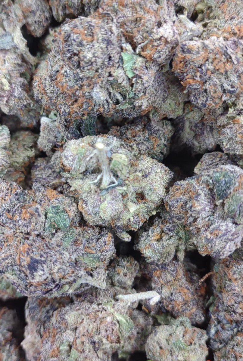 Weed_Driver's tweet photo. $71 quarters. Tax included. Cured 8 days ago. #LemonCherryGelato #sanmateocounty #delivery #tipyourdriver #CannabisCommunity #cannabis #CannaLand #smellslikeheaven #HMU https://t.co/EOtaPtcdj8