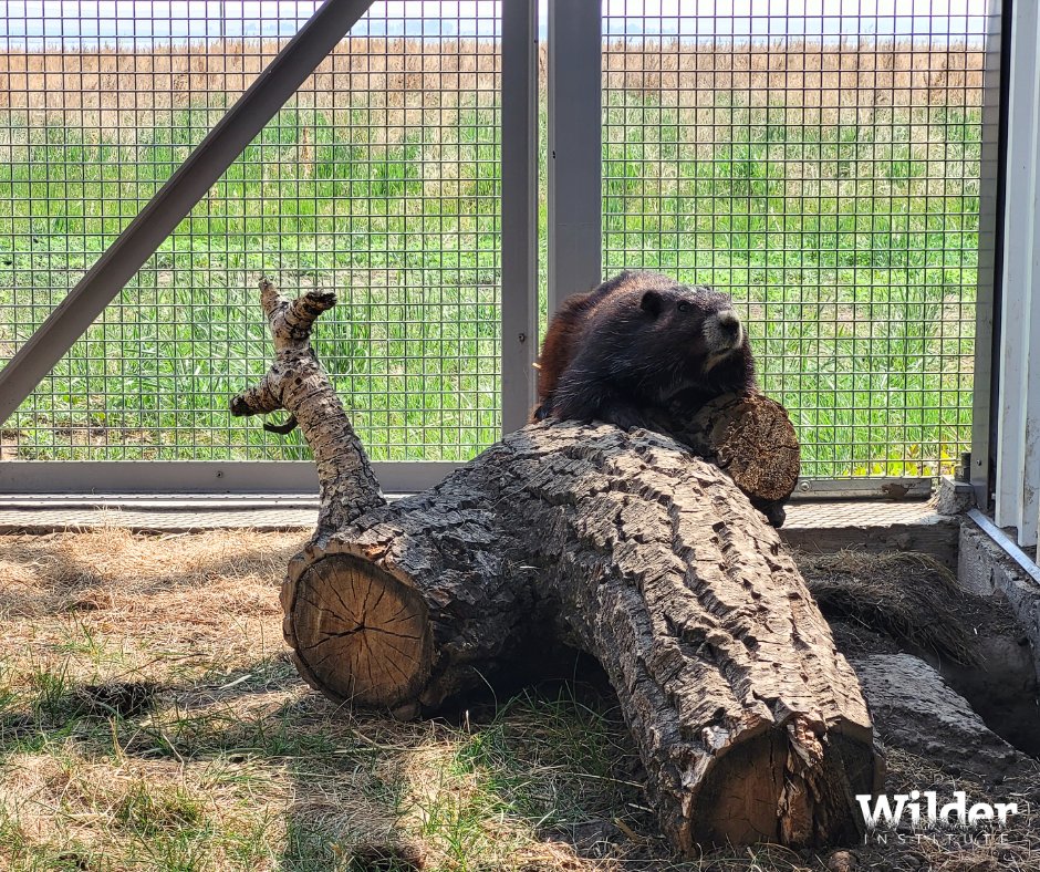 Ready for some good news? 🎉

Canada’s most endangered mammal, the Vancouver Island marmot, just received a boost in their numbers thanks to the birth of 14 pups! 

Read our full press release here: bit.ly/3PCSICP