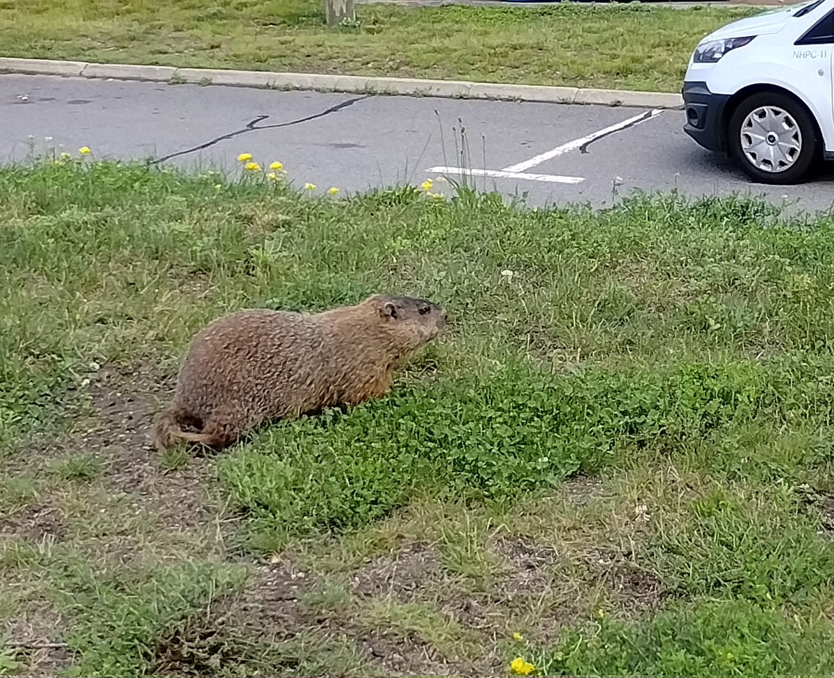 A woodchuck welcomes me to NH