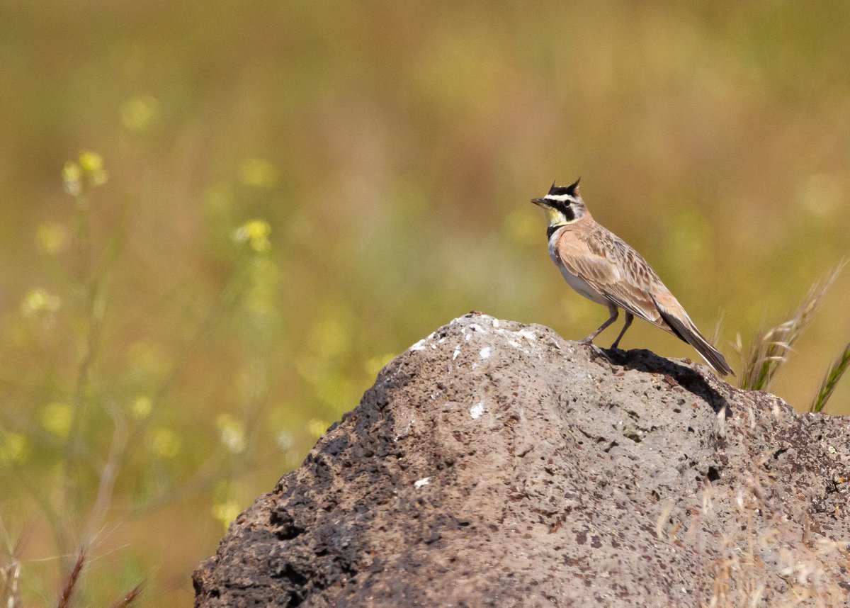 Office views from Lassen County this week… highlights include big sky, Pronghorns, &amp; Horned Larks
