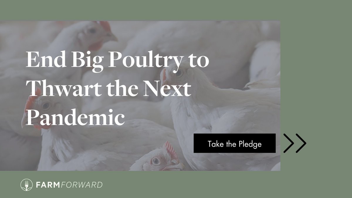 Intensive confinement of genetically compromised birds creates the perfect breeding ground for deadly global pandemics. Ending industrial poultry farming is the single greatest action we could take to reduce the risk. Take the pledge: farmforward.com/take-action/en…