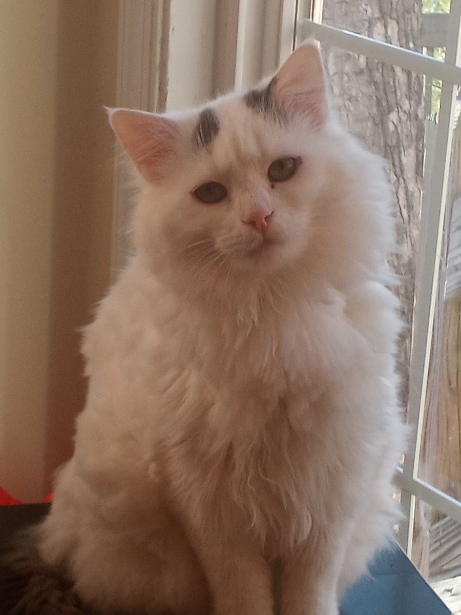 Jenniferwowwhat's tweet photo. @Alternative_Ty Mr.FuzzyPants feels the same as Willow. https://t.co/zDpP4MNPgs