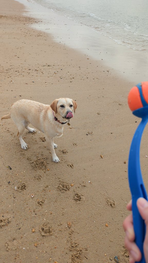 Nothing beats a long walk and  impromptu sea dip for a mid week day off..  starting to think this is the only way I know how to relax 💆‍♀️🌊🐶🐚🌞