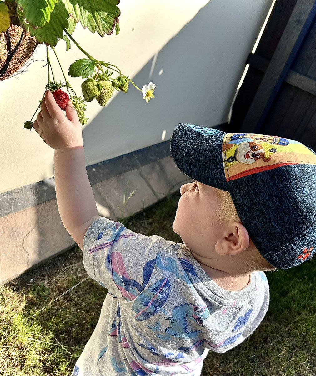 Moments like this are so precious 🍓#GrowYourOwn #WhereFoodComesFrom