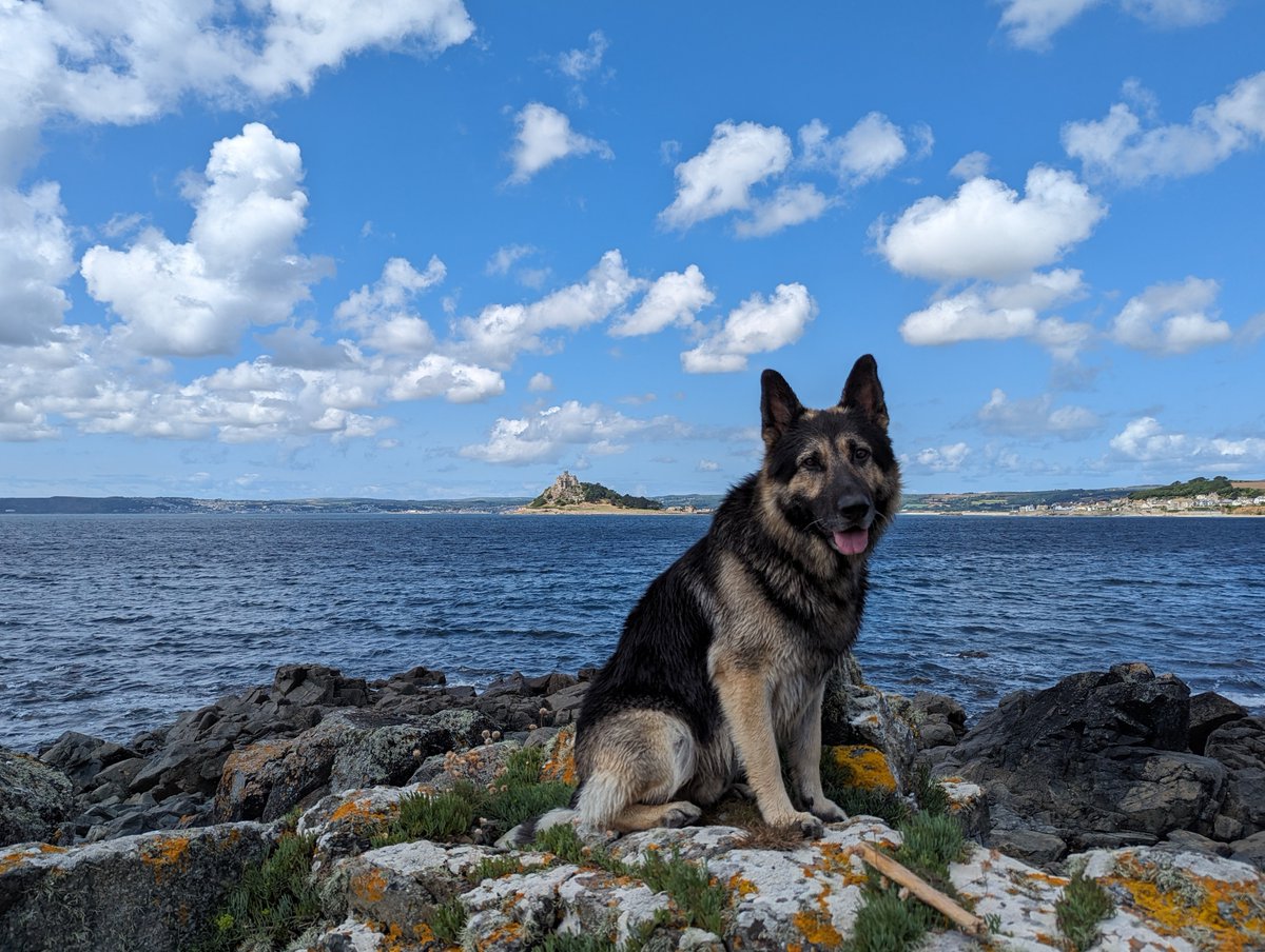 strangecurios's tweet image. Today was a good day.  @DerekThomasUK

As far as I could see no vile Tory Mp approved raw sewage in the sea &amp;amp; Mr Zeus so wanted to go in for a swim.

These self serving corrupt right wing fascist Tory parasitic vermin have to go!

#Cornwall #Cornish #StMichealsMount #GSD