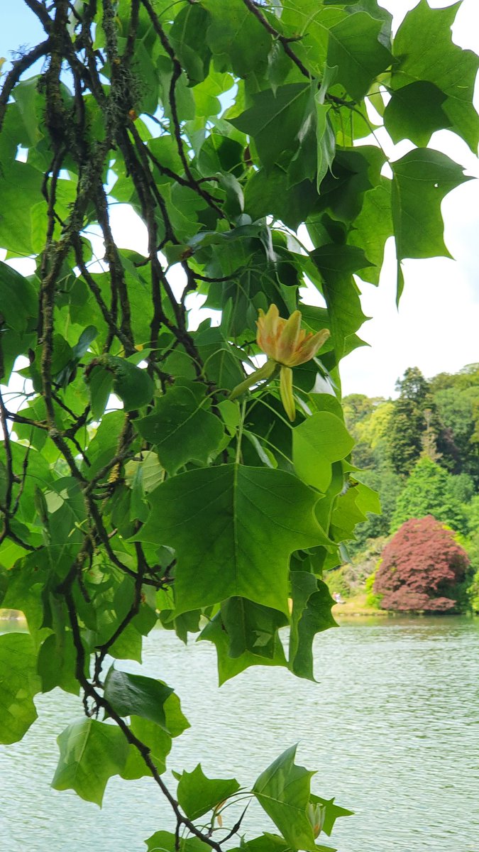 Beth Thomas tweet media