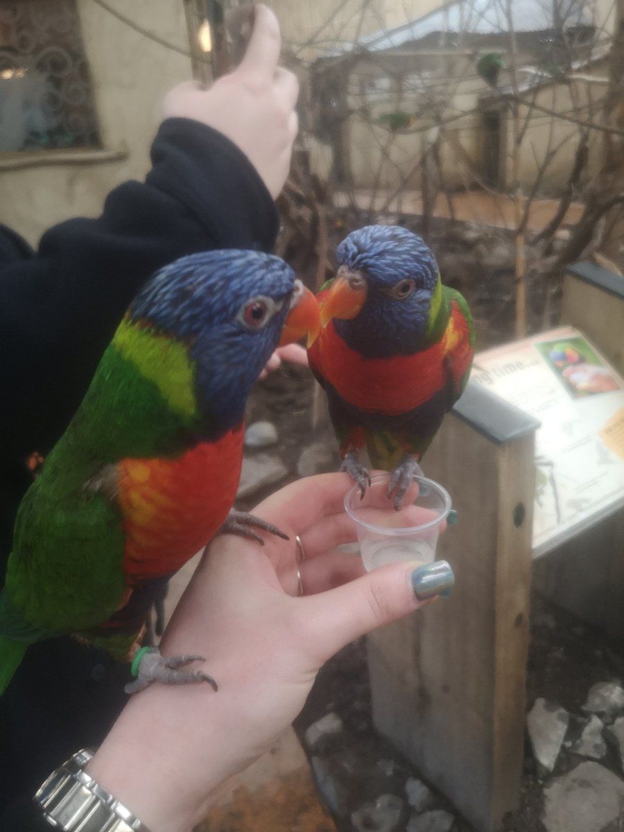 ukfangirljd's tweet photo. #DechARTJune Art Prompts Day 29 - Bird

I've met Inca &amp; Zeus with their owners over the years at conventions in my Hook + Hamilton cosplay ❤️  They are a Scarlet Macaw &amp; Blue + Gold Macaw!

The 3rd pic is of a lovely Kestrel in Egypt &amp; 4th is Rainbow Lorikeets 🌈

#DechartGames https://t.co/PZUagml2Ow