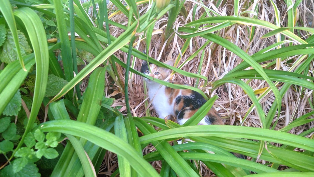 The Green House | Sherborne School tweet media