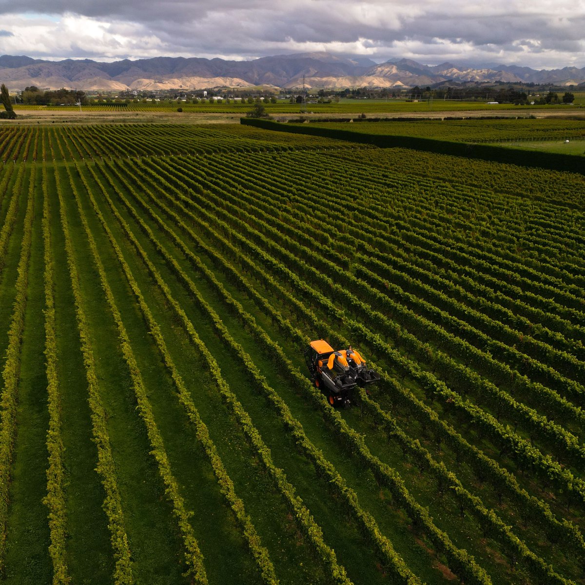 The aesthetics are pleasing around here. It's true. Straight lines in the vineyard never fail to make us happy. 

allanscott.com