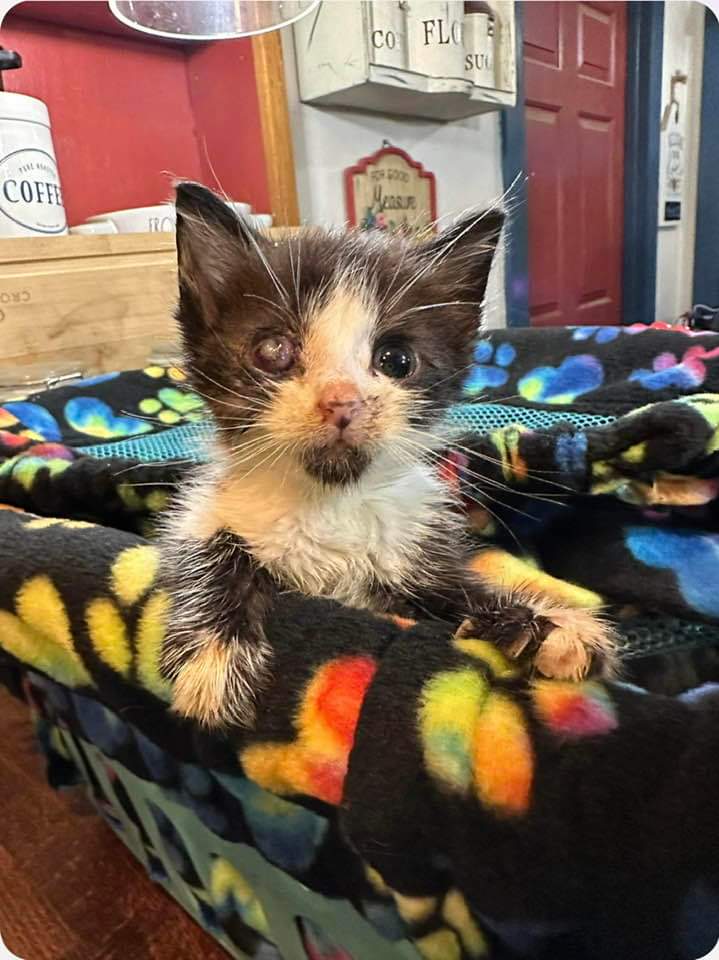 pa_pals's tweet photo. From the PALS Case Files:
UPDATE: This kitten, found cold, not moving, barely half a pound is doing well!
He is definitely in pretty good shape now thanks to amazing foster, Nicole!
#pals #palspets #adoptdontshop #rescuekitten #kittenrescue #kitty #cats #palscasefiles https://t.co/Ya3bIE7F3u