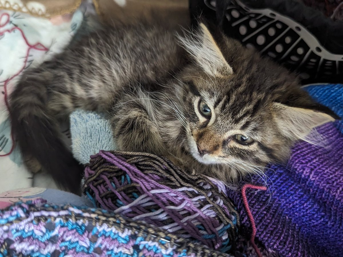 Huelga am lorn to snoopervise the knittings.

(Huelga is learning to supervise the knitting.)