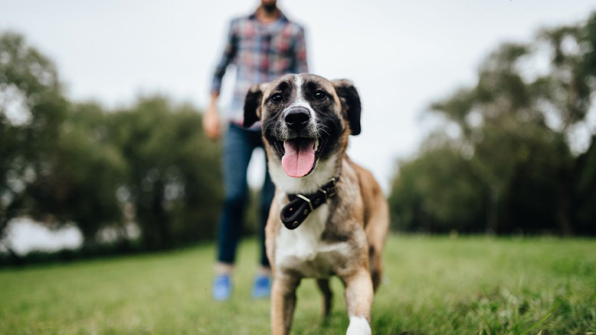 mojpies_com's tweet photo. PEDIGREE® wspiera psich opiekunów w potrzebie. W ramach programu ruszyła ogólnopolska akcja konsumencka w sklepach, aby każdy kupujący mógł przyczynić się do napełnienia nawet 1 miliona misek kompletnym i zbilansowanym jedzeniem dla psów.
#pies #psy
https://t.co/2uwsQ9RNsy https://t.co/w5nPDCDdvr