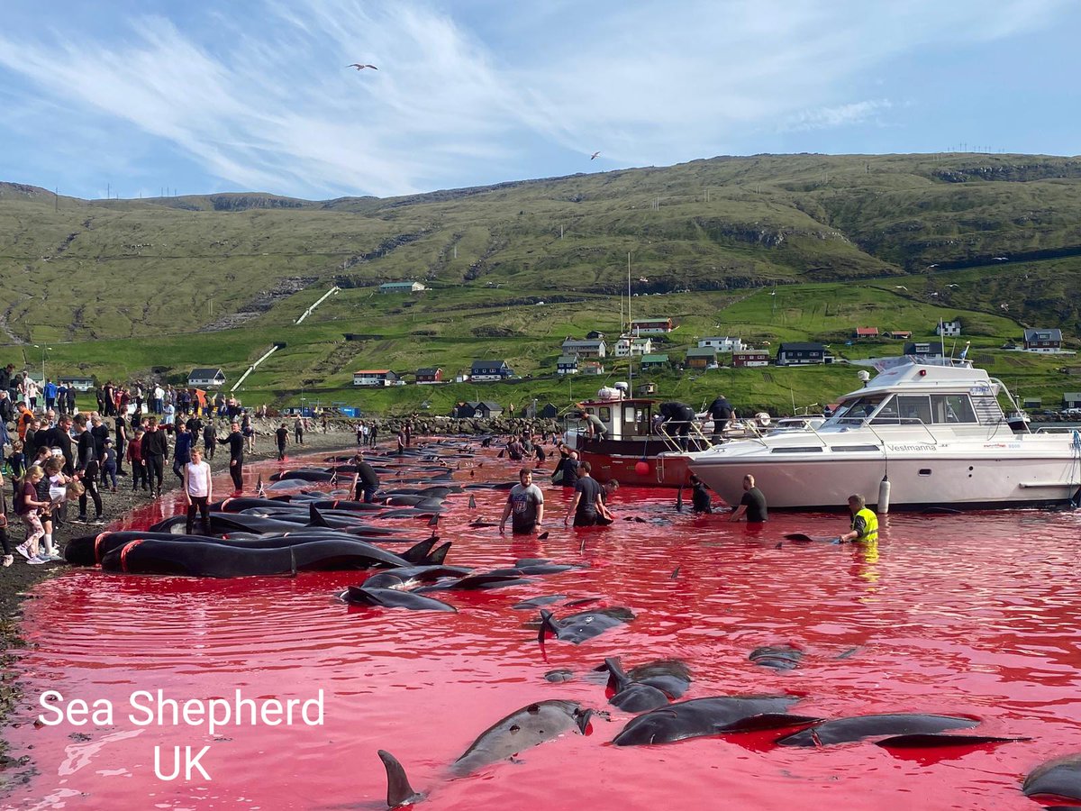 dolphin_angels's tweet photo. #PM @RishiSunak @10DowningStreet
Only trade sanctions will #StopTheGrind in #FaroeIslands  

#Cetaceans deserve yr protection

14-06-2023, there were 2 horrific grindadráps killing long finned pilot whales:
269 at Vestmanna 
178 at Leynar
2023 > 5 grindadráps taking 570 lives https://t.co/pyB6vm7Cot