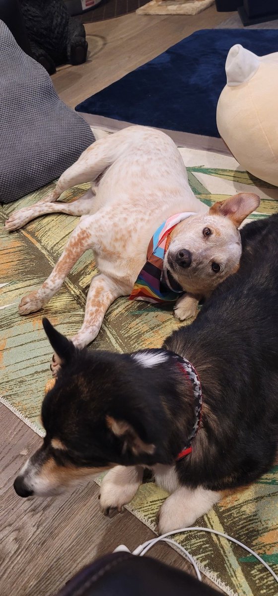 Today Chowder has to say goodbye to my roommate (<a href="/DjKygore/">Kygore | mini tour! 7/13 ? 8/1-8/4 Massachusetts</a> 's) dog Spike. 🥺 🌈🌉