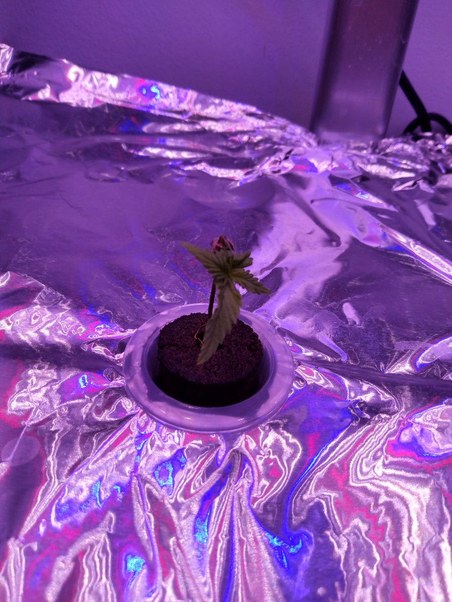tatt2shiv's tweet photo. Just so small 🥺 #AutoFem #BlackAmnesia #PlantDaddy #Soon 🔥💨 https://t.co/bL2CX08a9h