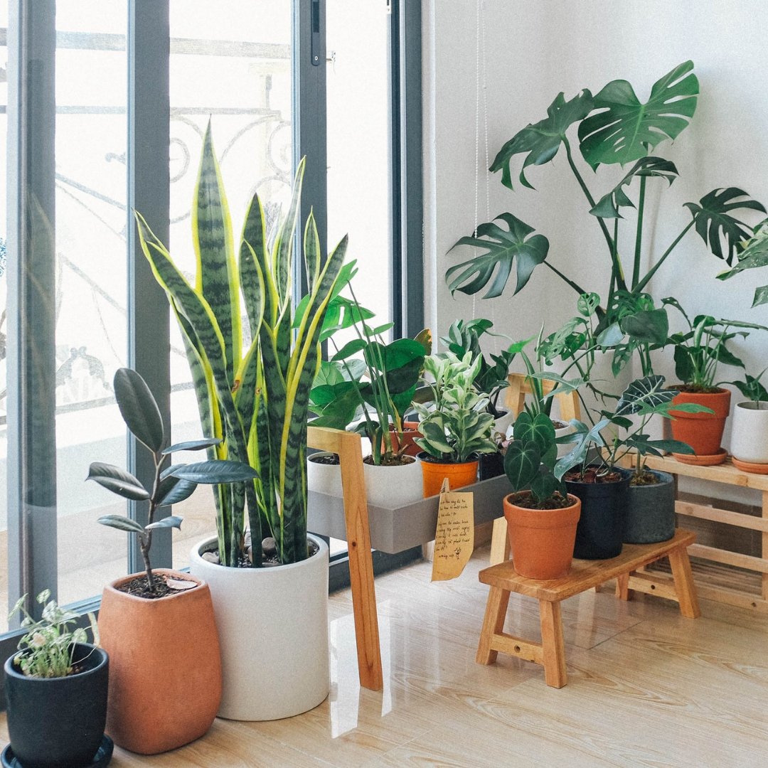 ColinCall's tweet image. Bringing plant life into your home is a great idea! What kinds of plants have thrived in your house?

#SellingEugene #RealEstate #EugeneOregon #Realtor #RemaxHustle #Homebuying #SellingHomes #RemaxIntegrity
#RemaxAgent #RMI #RemaxRealtor #OregonRealtor... facebook.com/17365506269628…
