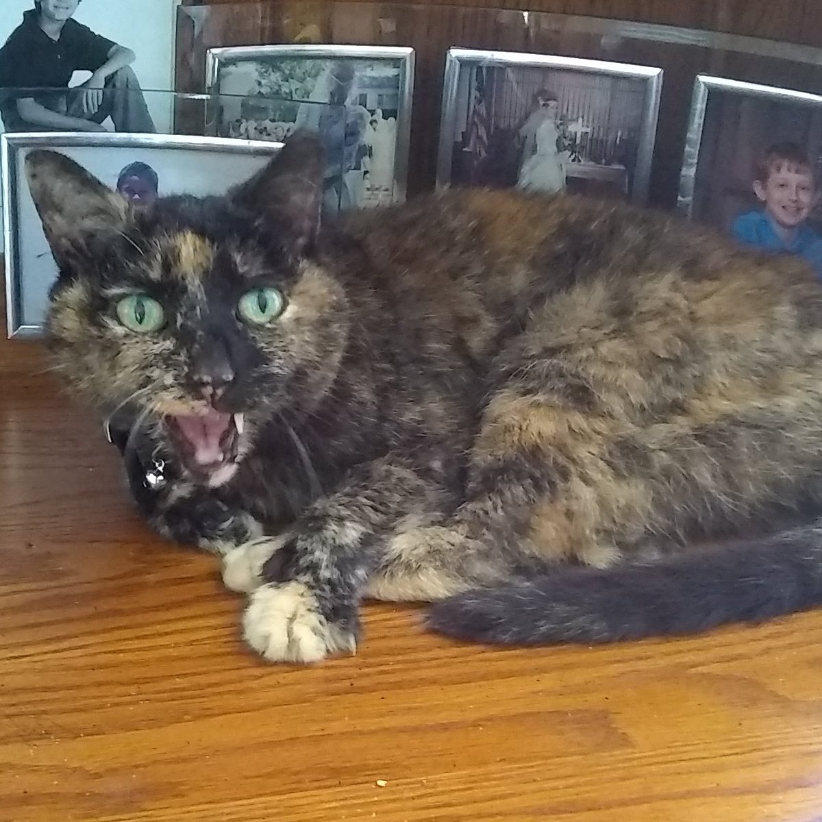 IsabellSamaluk's tweet photo. Feathers showing off her fang!! https://t.co/5DeMnId76R