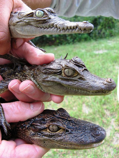 QUIZ TIME

which is a gator, croc, and caiman