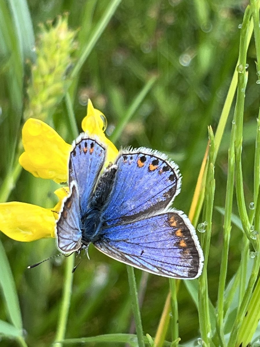 Common Blue on Greater Birds Foot Trefoil (we think?)