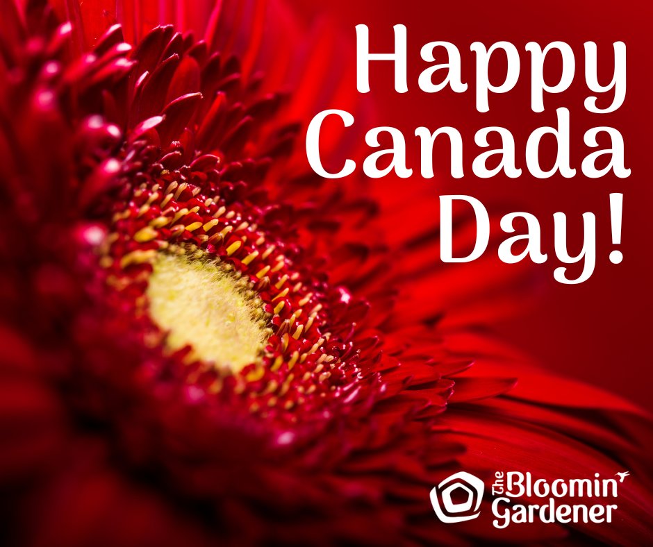 bloomingardener's tweet image. We're open all weekend! Come on out and see us. 🇨🇦 #thebloomingardener #CanadaDay #openallweekend #canadadayweekend #longweekend #open7days #canadaday2023 #localgreenhouse #statuary #fountains #YQG