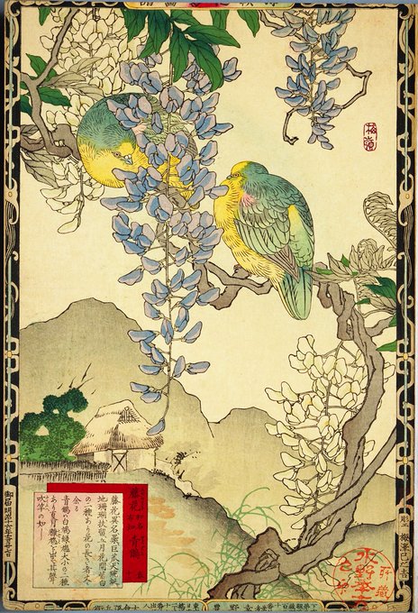 Kono Bairei (1844-1895) woodblock print of 'Japanese Wisteria and White-bellied Green-pigeons’, 1883.