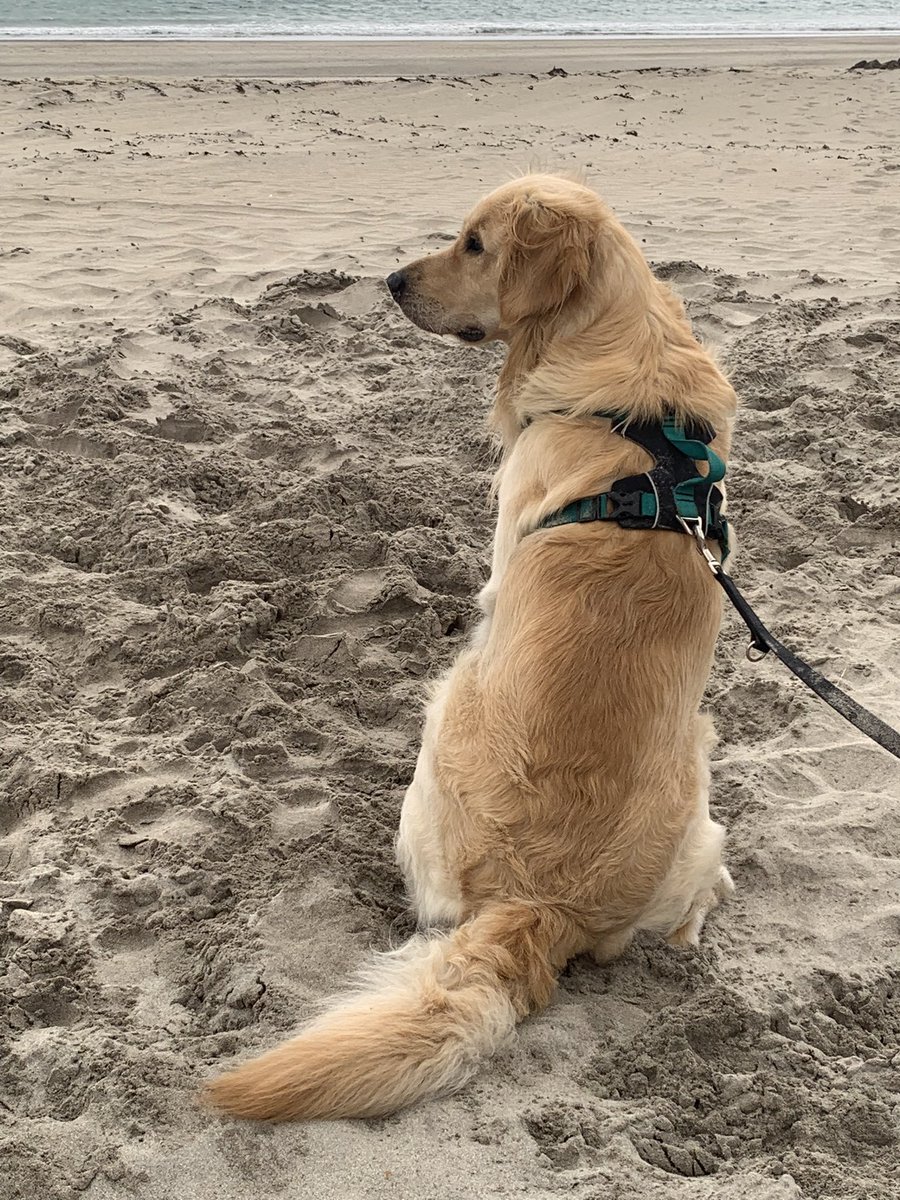 news_nigel's tweet photo. Ok, ok, so the sand is a little bit disturbed. But why am I the chief suspect? I reckon it was the catfish #justicefornigel https://t.co/XnqO70UuAB
