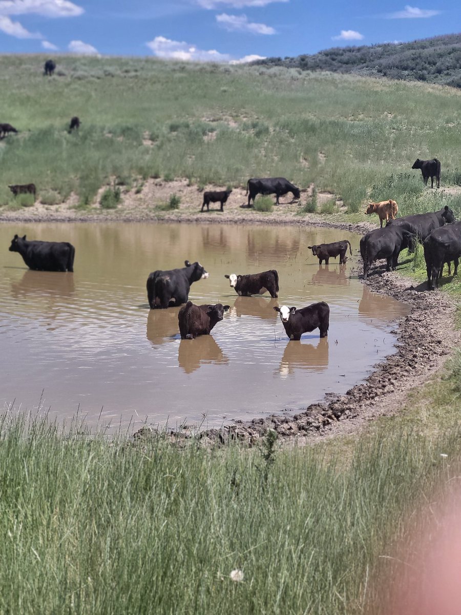 The Ole swimming hole has water in it again!