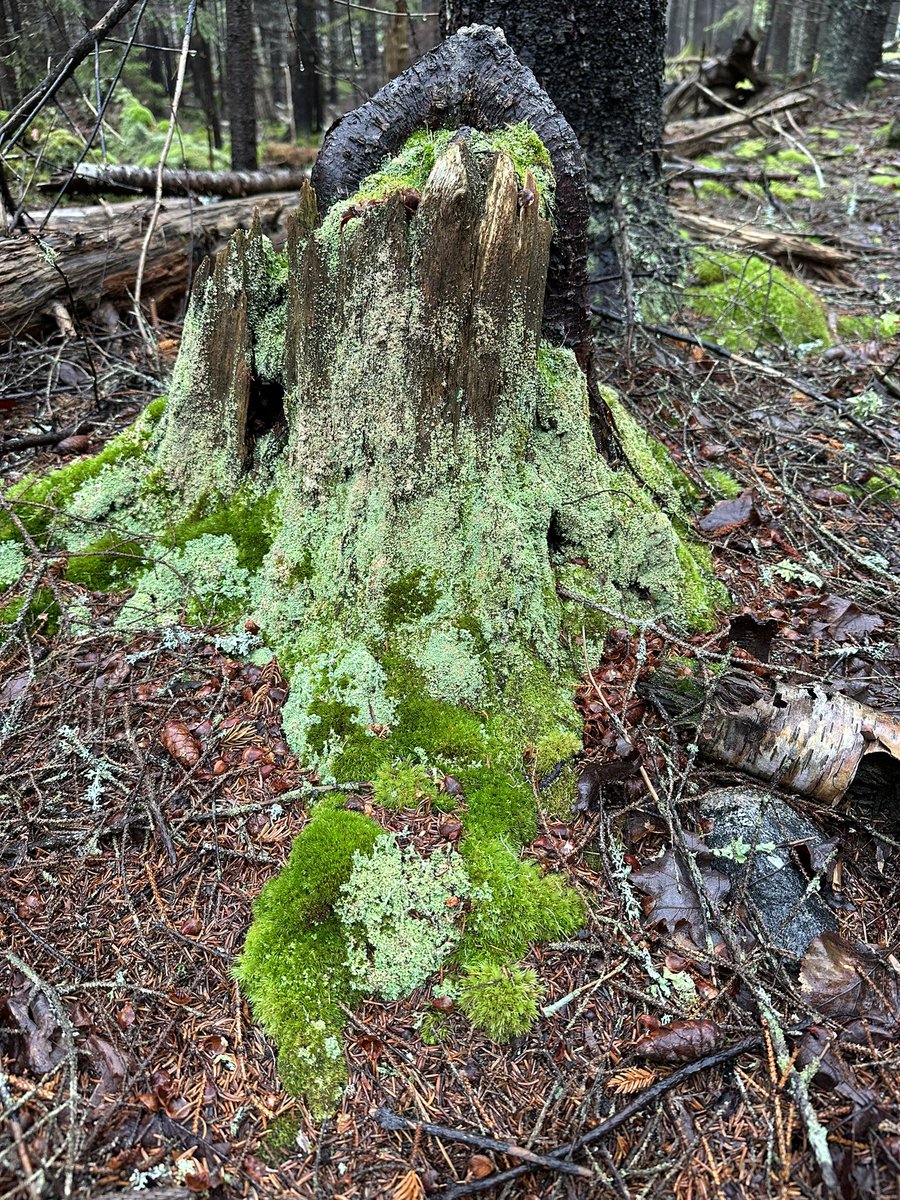 Some REAL Jordy Verrill vibes in the Maine woods today #AcadiaNationalPark #Creepshow