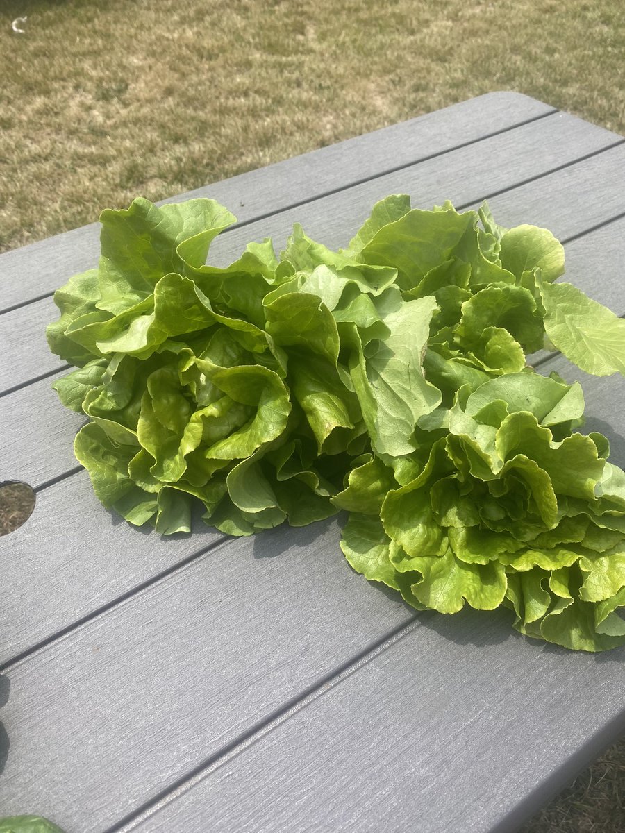 LBMS garden is gaining momentum… todays harvest and tomorrow’s promise is looking good! @B_McCormick_ @LB7Science @DrAndersonLB @LBMSthree