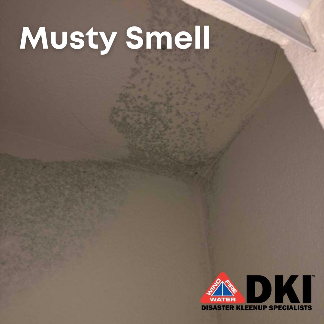DisasterKleen's tweet photo. Musty smells in your home are a cause for concern as it can indicate mold or mildew👃

The first step would be to locate the cause of the smell📌Mold spores multiply quickly and do not take long to start to smell⌚ If visible mold is found in your home, don't wait, give us a call https://t.co/KGfrs3Z7H1
