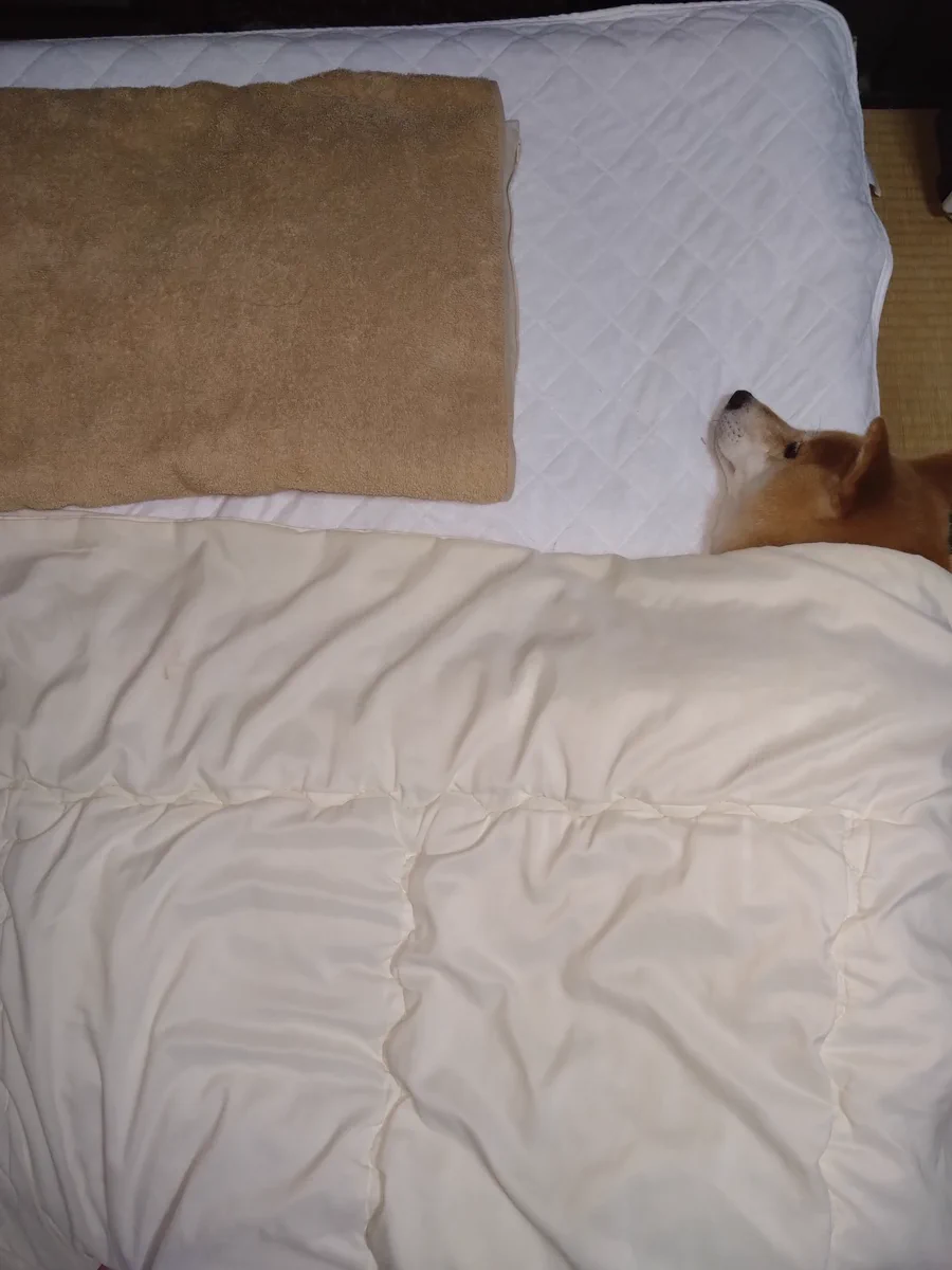 一瞬で幸せな気持ちになれる！飼い主さんと一緒に寝たいがため、布団の端っこで待っている犬。