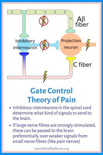 seb_baynes's tweet photo. @hardestgeezer The part of the physiology in question:
#science https://t.co/mZGuK9bJPX