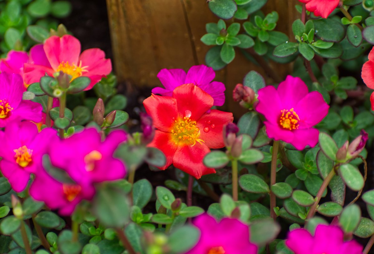 ArtLeonJr's tweet photo. The colors of summer

One photo a week challenge. 
#onephotoperweek #challengemyself #leonphotography #flower #flowers #flowerphotography #garden #colors #pink #orange #green #waterdrop #outdoorphotography https://t.co/4Euqg60JfU